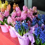 Flowers & Plants Pic 1