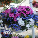 Flowers & Plants Pic 4