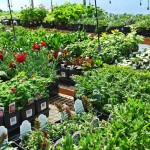 Flowers & Plants pic 2