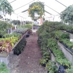 Flowers & Plants pic 3