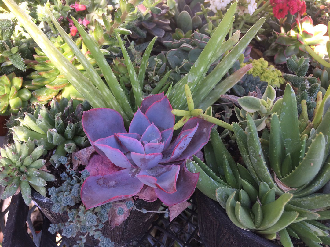 89511169_2228883703880860_3324108497292886016_o Necklaces and earrings with turquoise and stones